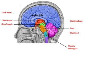 Fungsi Struktur Otak Pada Sistem Saraf Pusat Manusia